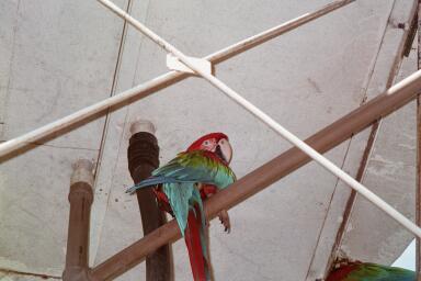 Bonito