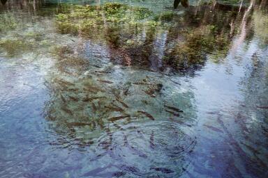 Einstieg in das Aquarium