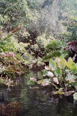 Regenwald in Bonito