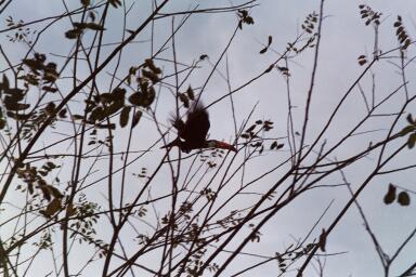Tucan in Bonito